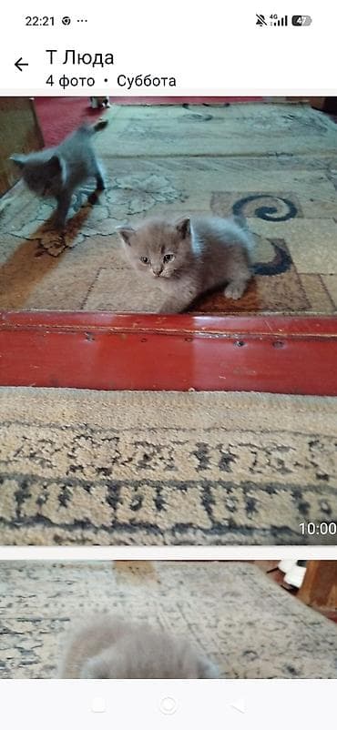 скотиш: Шотландские вислоухие котята (Scottish Fold) - Окрас: серый/голубой — 1