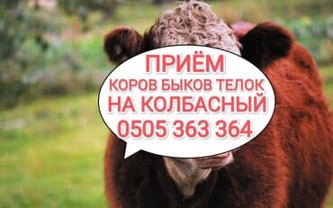 Куплю | Коровы, быки, Лошади, кони | Круглосуточно, Любое состояние, Забитый at lalafo.kg Куплю | Коровы, быки, Лошади, кони | Круглосуточно, Любое состояние, Забитый