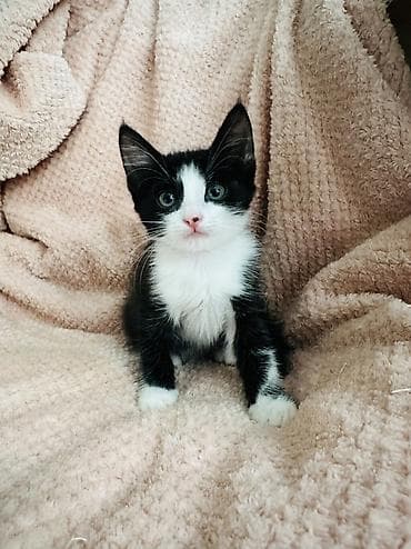 коты бесплатные: Отдаются даром котята примерно 1-2 месяца. Бело черная - девочка — 1