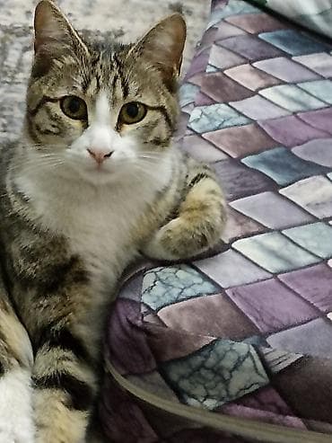 Отдаём в добрые руки кошку. Ей один год, к лотку приучена. Кушает