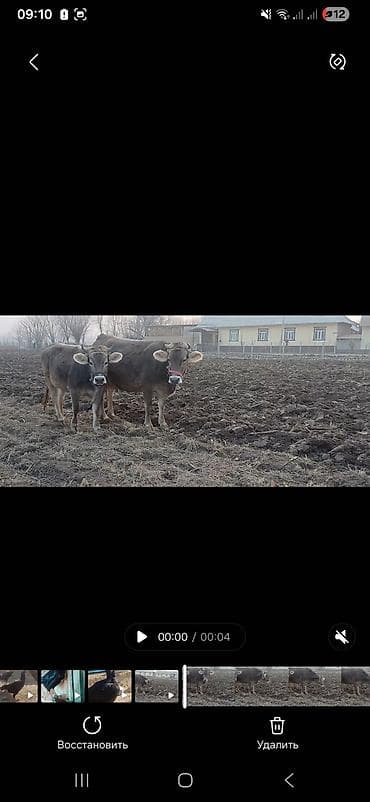 Продаю | Корова (самка) | Для разведения