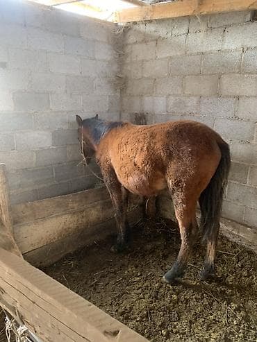 Продаю | Жеребенок | На забой