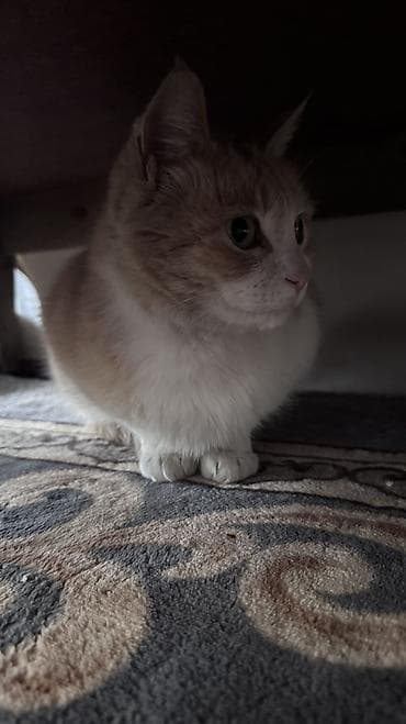 отдам кошка: Девочка — 3