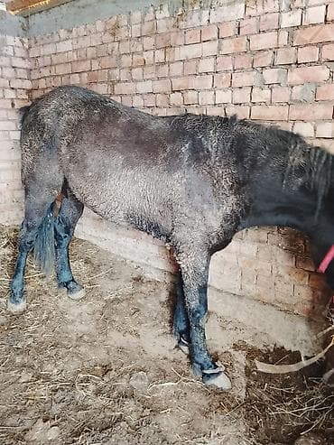 жылкы кара балта: Сатам | Жылкы (эркек) | Жумушка — 3