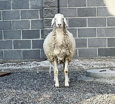 Продаю | Овца (самка), Ягненок | Гиссарская, Долан, Арашан | Для разведения | Котные, Матка