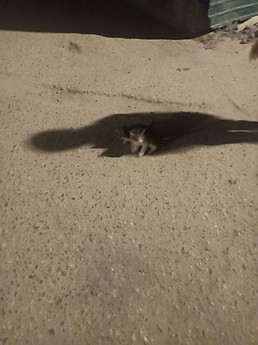 жалал абад мышык: Котёнок трёхцветный (черный/рыжий/белый), маленький, короткошёрстный — 1