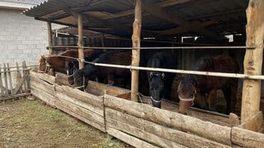 наполнитель для животных: Продаю | Жеребенок | Для разведения | Племенные — 2