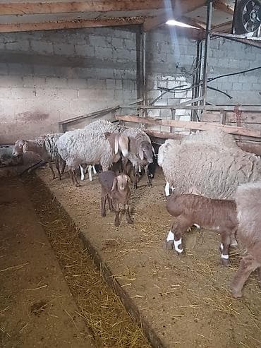 овцы меринос: Продаю | Овца (самка) | Арашан | Для разведения — 6