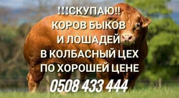 зоомагазин бишкек с животными: Куплю | Другие с/х животные, Козы, козлы, Коровы, быки | Забитый, Круглосуточно, Любое состояние — 1