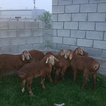 товары для собак: Продаю | Ягненок | Для разведения | Племенные — 1
