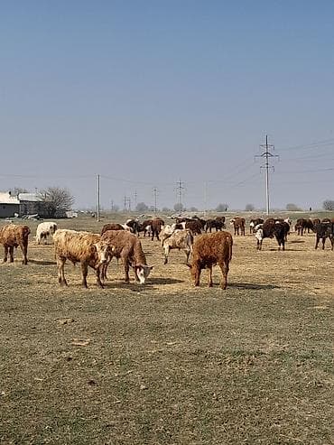 живой корм: Продаю | Бык (самец) | Герефорд | На откорм — 1