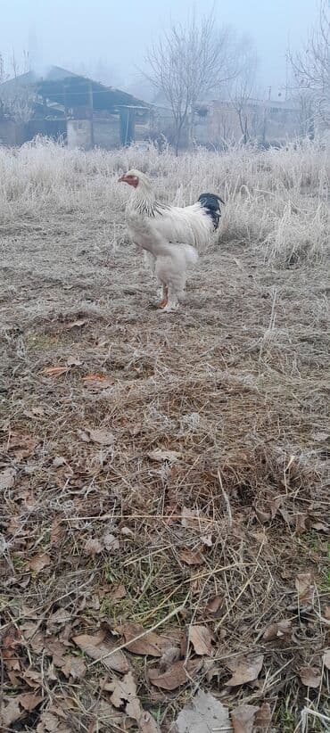 Продаю | Петух | Брама