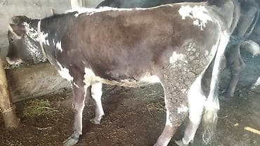 животные на продажу: Продаю | Тёлка | На откорм | Нетель — 6