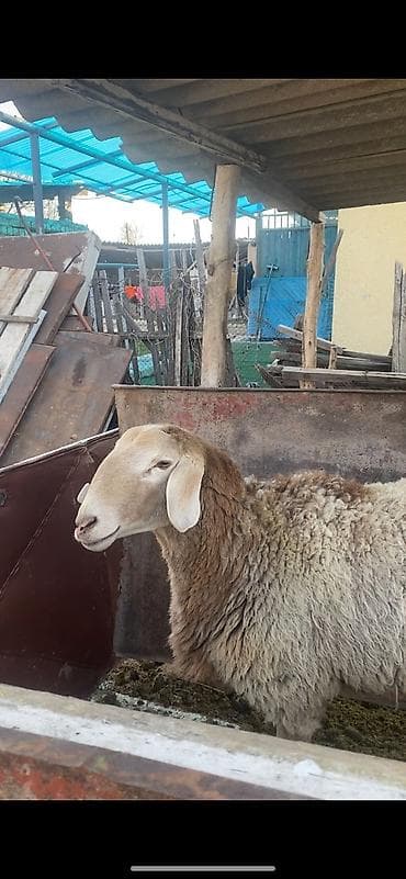музоо баш перевод на русский: Продаю | Баран (самец) — 2