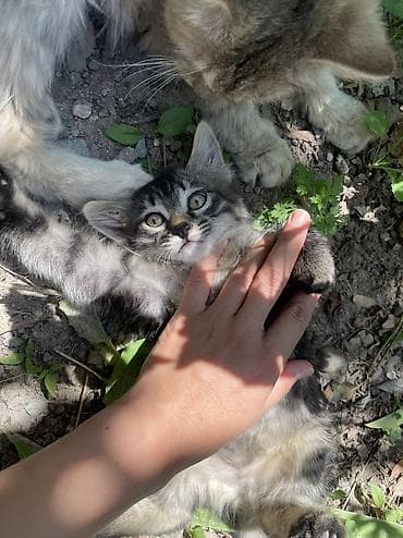 Котенок! Мальчик ! Ласковый ! Добрый ! Очень спокойный ! Умный ! Ходит