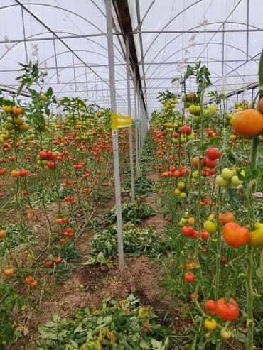 чеснок в большом количестве: Помидоры Красные, Оптом — 2