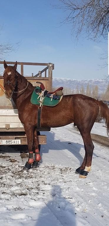 Услуги ветеринара: Продаю | Жеребец | Племенные — 1