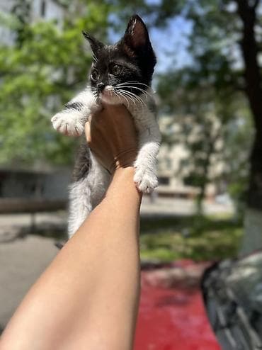 Отдам даром кошку: Отдам в хорошиеи добрые руки бесплатно Котёнона- мальчик окрас — 1