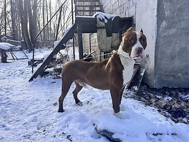 Продажа собак: Американский питбультерьер, кобель по кличке Данчо. 1.6 года срочно!!! — 4