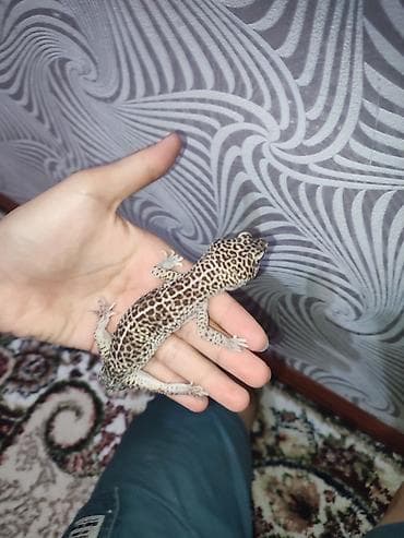 Животные: Продаю эублифара с необычным окрасом, самец 8месяца, с кормом и — 4