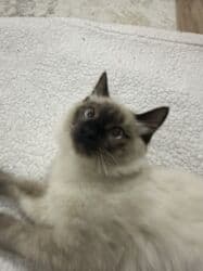 carters для мальчика: Кошка даром: Сиамская, 6 месяцев, Мальчик, Приучена к лотку, Проглистована — 3