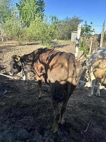 продаю дровилка: Продаю | Корова (самка), Тёлка | Для разведения | Искусственник, Привязанные — 9