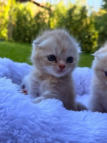 Шотландские вислоухие котята - Порода: Scottish Fold (вислоухие) -