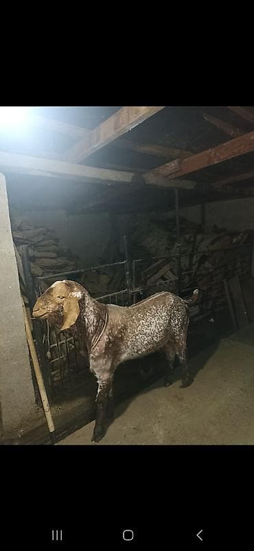 коозу кой: Продаю | Козёл (самец) | Битал | Для разведения | Осеменитель — 6