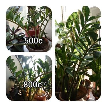 мебель бишкек: Саженцы цветка — 21