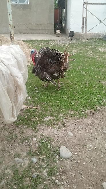 Продам с/х животных: Продаю | Индюк (самец) | Полукровка | Для разведения | Племенные — 3