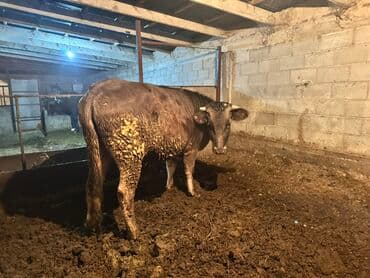 продаю связи с переездом: Продаю | Бык (самец) | На откорм | Привязанные — 2