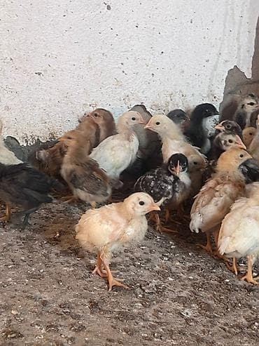 продам курей: Продаю | Цыплята | Домашняя | Для разведения — 5