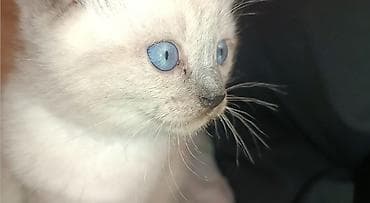 cat chow: Котёнок с голубыми глазами и колор-пойнт окрасом (светлое тело, более — 1