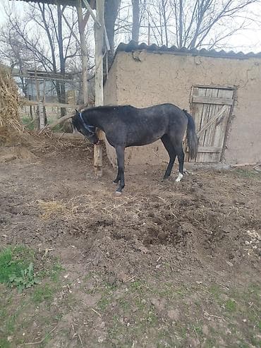 алабай самка: Продаю | Кобыла (самка) | Конный спорт — 4