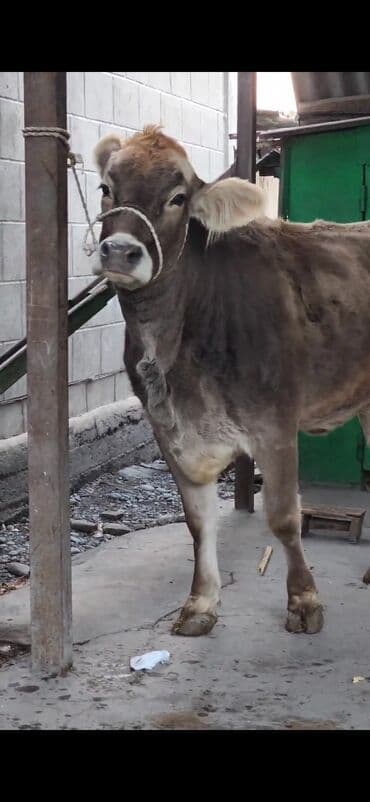 сколько длится беременность коровы: Сатам | Уй (ургаачы) | Швиц | Көбөйтүү үчүн | Асыл тукумдуу, Бооз — 6