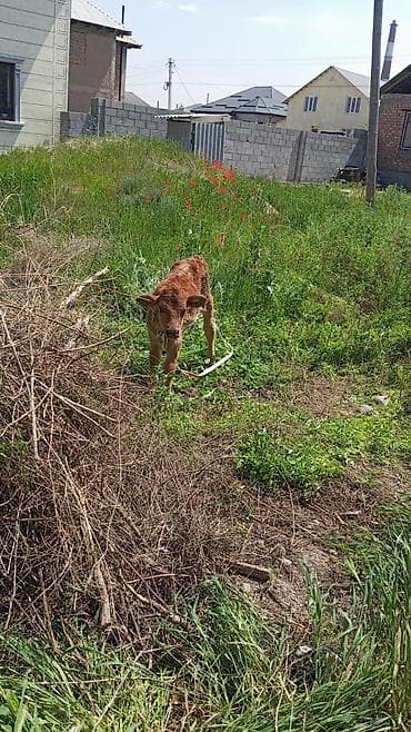 сельскохозяйственные животные продажа: Продаю | Музоо, торпок | Полукровка | На откорм | Искусственник — 2