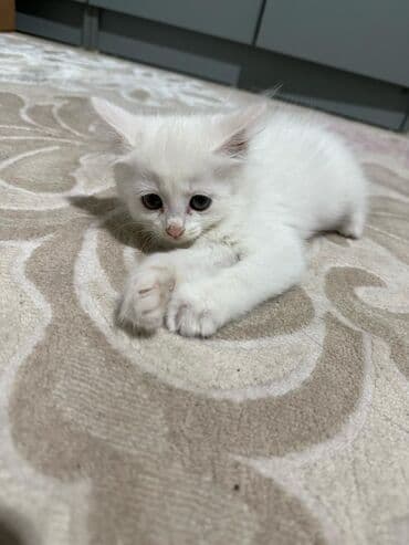 купить собаку золотистый ретривер: Отдаем хорошие руки белая кошка 🐱❄️ Спокойная, ласковая и очень — 2