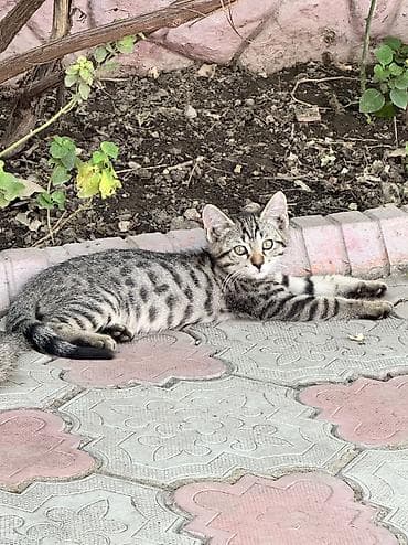 русская голубая: Котёнок тигрового окраса - Порода/тип: домашний короткошёрстный — 8
