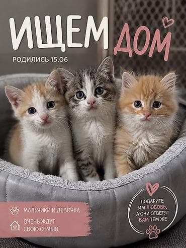 1 месяц, Мальчик, Приучена к лотку