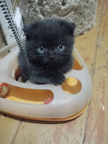 вислоухие кошки цена: Котята! В продаже очаровательный, шустрый мальчик шотландец, СКОТТИШ — 5