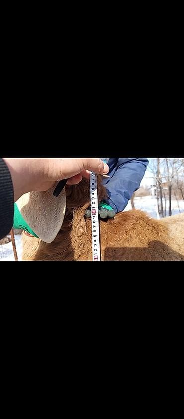 матки котные: Продаю | Овца (самка) | Для разведения | Матка — 5