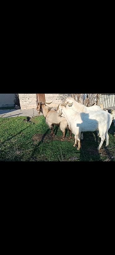 гусиный яйца: Продаю | Коза (самка) | Для разведения — 3