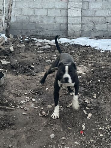 Рыбы: Питбуль, 11 месяцев, Самец, С прививкой — 3