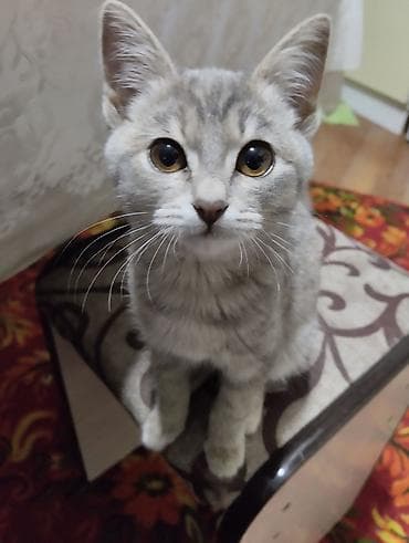 Продажа кошек: Беспородная, 5 месяцев, Девочка, Серый, Приучена к лотку — 1