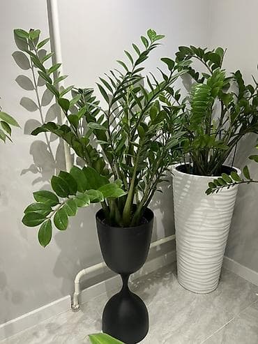 бочонок: Доставка по городу бесплатно 🚗 Комнатные и садовые декоративные — 9