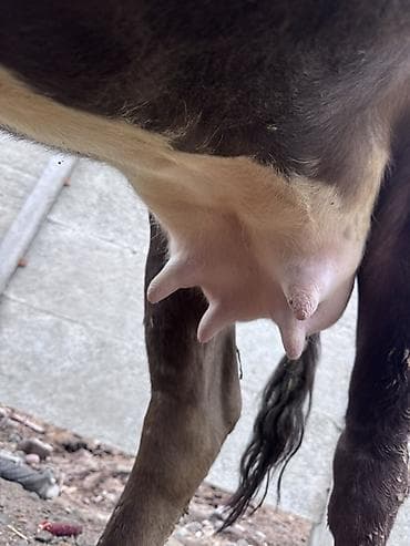 кой сойобуз: Продаю | Корова (самка) | Для молока | Привязанные — 7