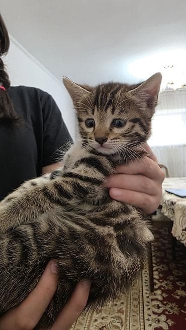 котятя: Продаются невероятно красивые, активные и ласковые котята! Малышам — 6
