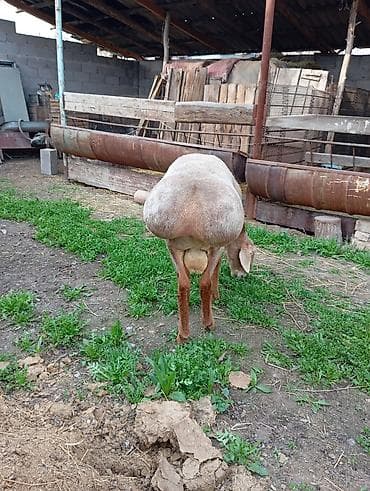 породистый баран: Продаю | Баран (самец) | Гиссарская, Арашан | На забой, Для разведения | Племенные, Осеменитель — 4