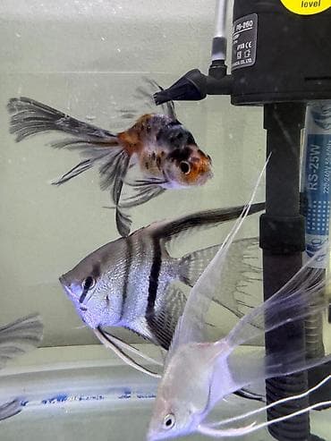 скалярии: Скалярии вуалевые (Pterophyllum scalare) - Окрас — 2