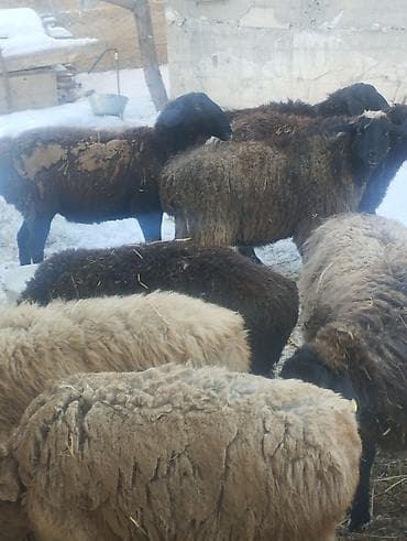 продаю фазан: Продаю | Овца (самка) | Для разведения | Матка — 3